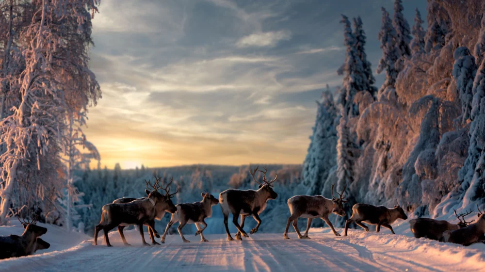 Raindeers in Sweden.
