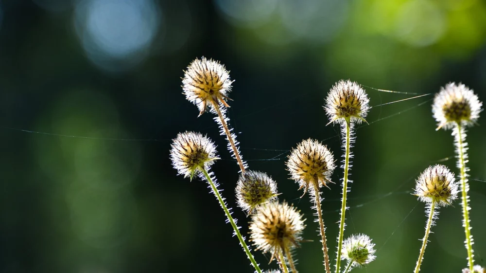 Small teasels