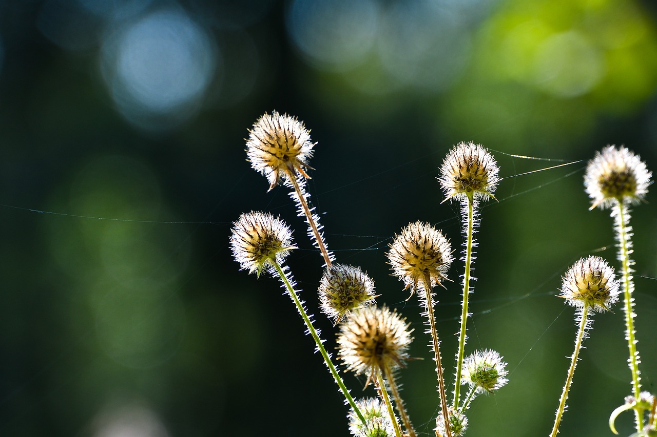 Small teasels