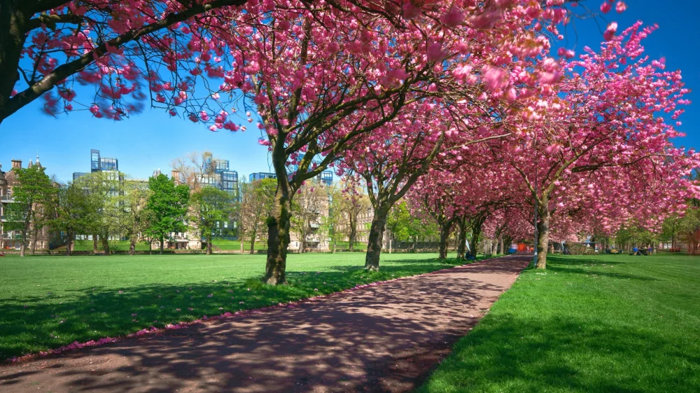 Edinburgh - The Meadows - Spring Cherry Blossoms