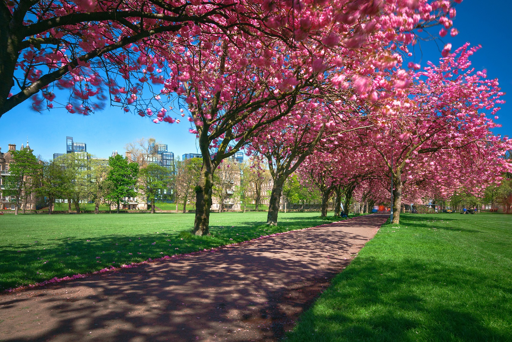 Edinburgh - The Meadows - Spring Cherry Blossoms