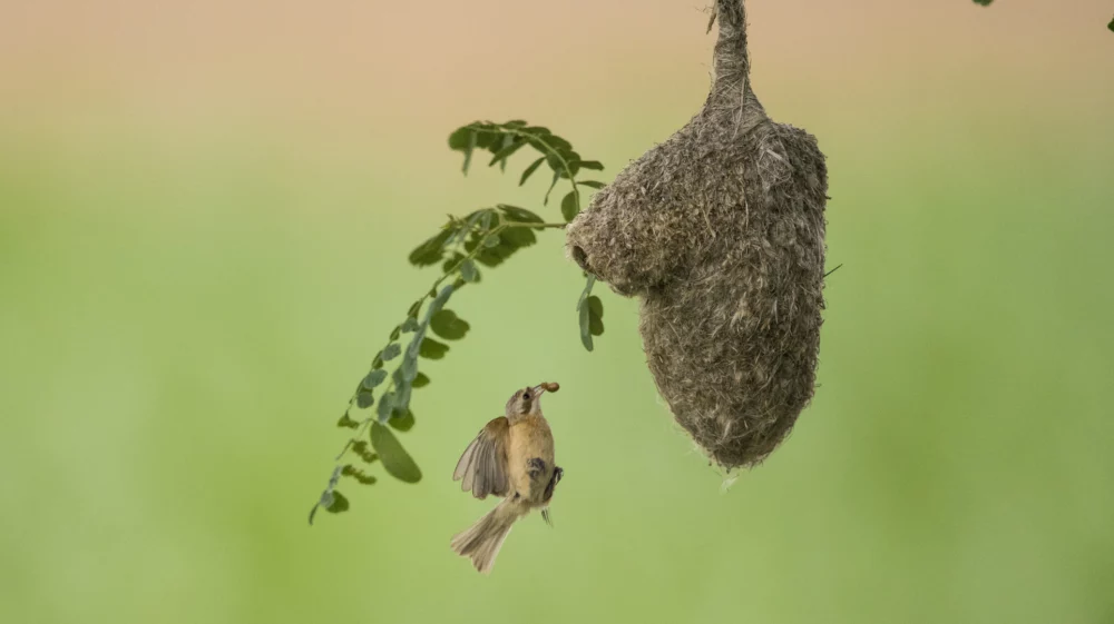 A baya weaver bird returns to its hanging nest in China.