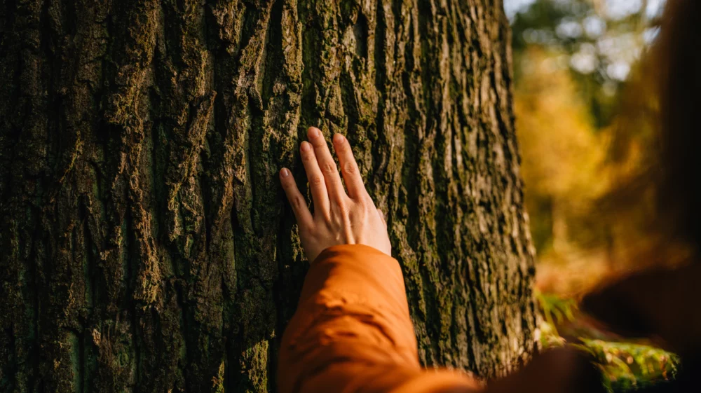 Close-up of female hand touching the tree in forest. Environmental conservation, ecosystem and sustainability.