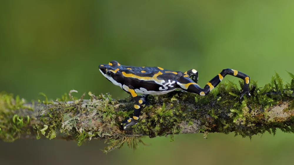 An Endangered Atelopus seminiferus toad, endemic to Peru, perches on a moss-covered branch. This rare toad, measuring only 5 cm long, displays unique black, yellow, and white patterns on its body and legs, and thrives in subtropical or tropical moist montane forests and river habitats.