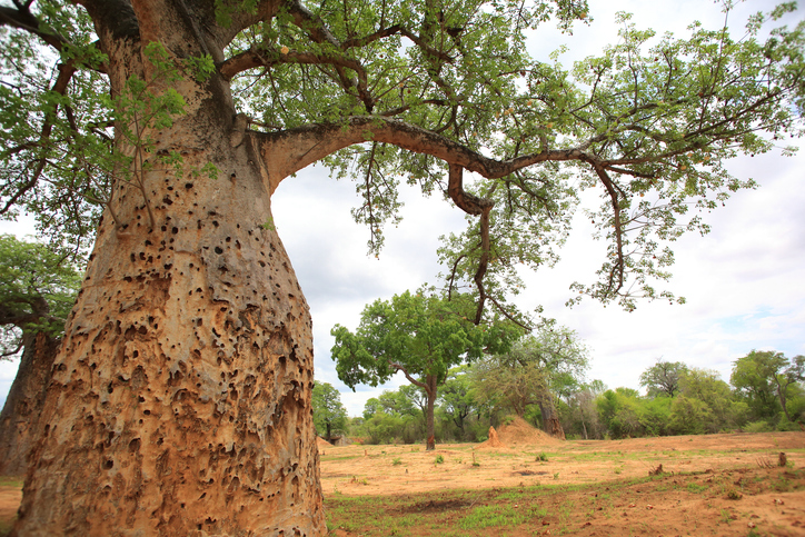 Africano Baobab (Adansonia digitata) en Zambia - Fotografía de stock