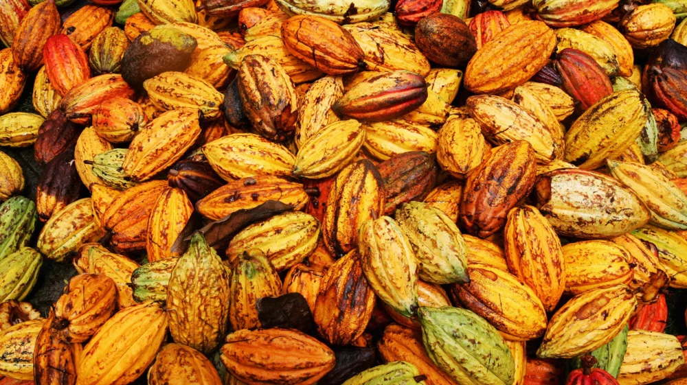 Cocoa pods ready to be processed in Soufriere.