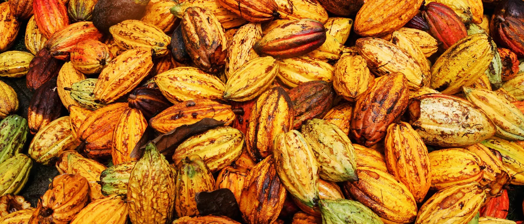 Cocoa pods ready to be processed in Soufriere.