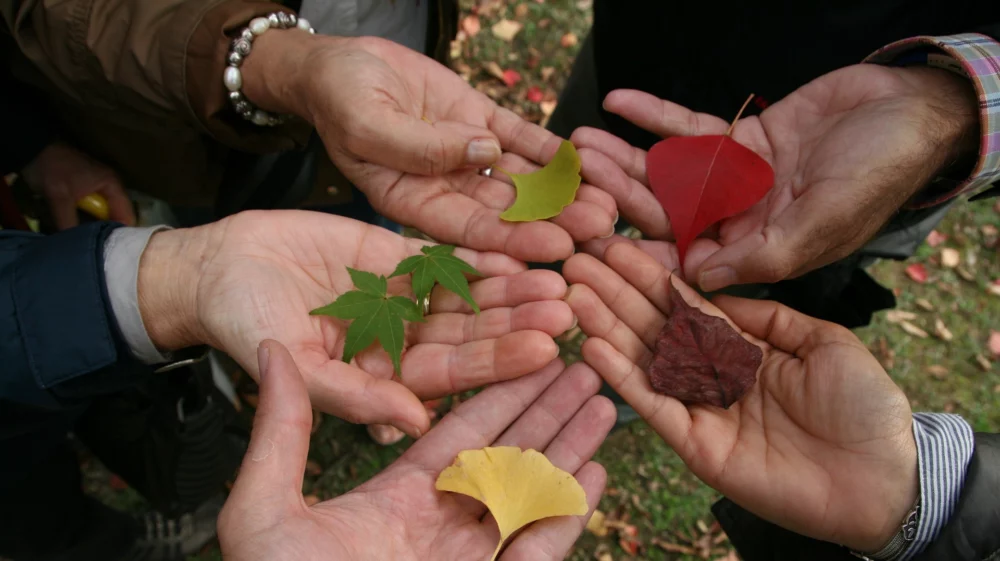 Five hands from diverse people, each holding a leaf that differs from the others in terms of shape or colour.
