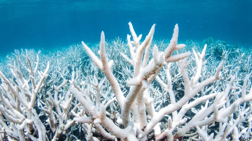 a white tree of coral pokes up in the centre of the image, with bleached white coral branches extending off into aquamarine blue waters in the background.