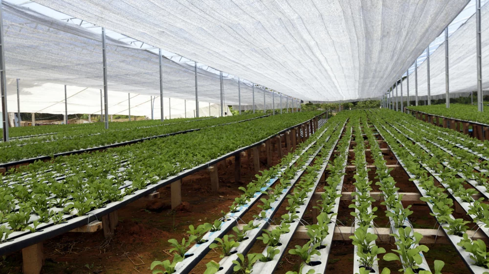 rows of green salad leaves stretch to the horizon point under a white cloth roof