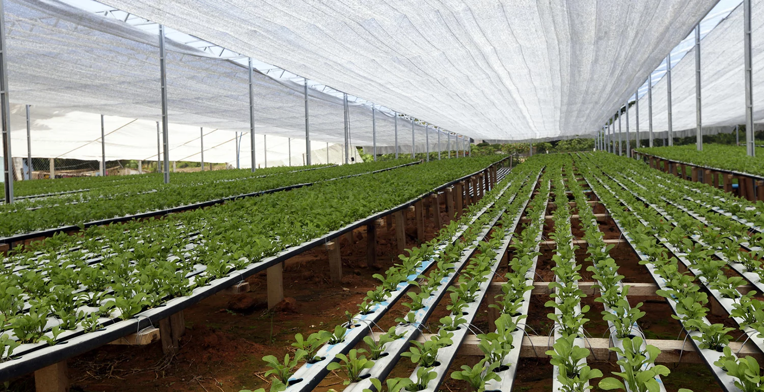 rows of green salad leaves stretch to the horizon point under a white cloth roof