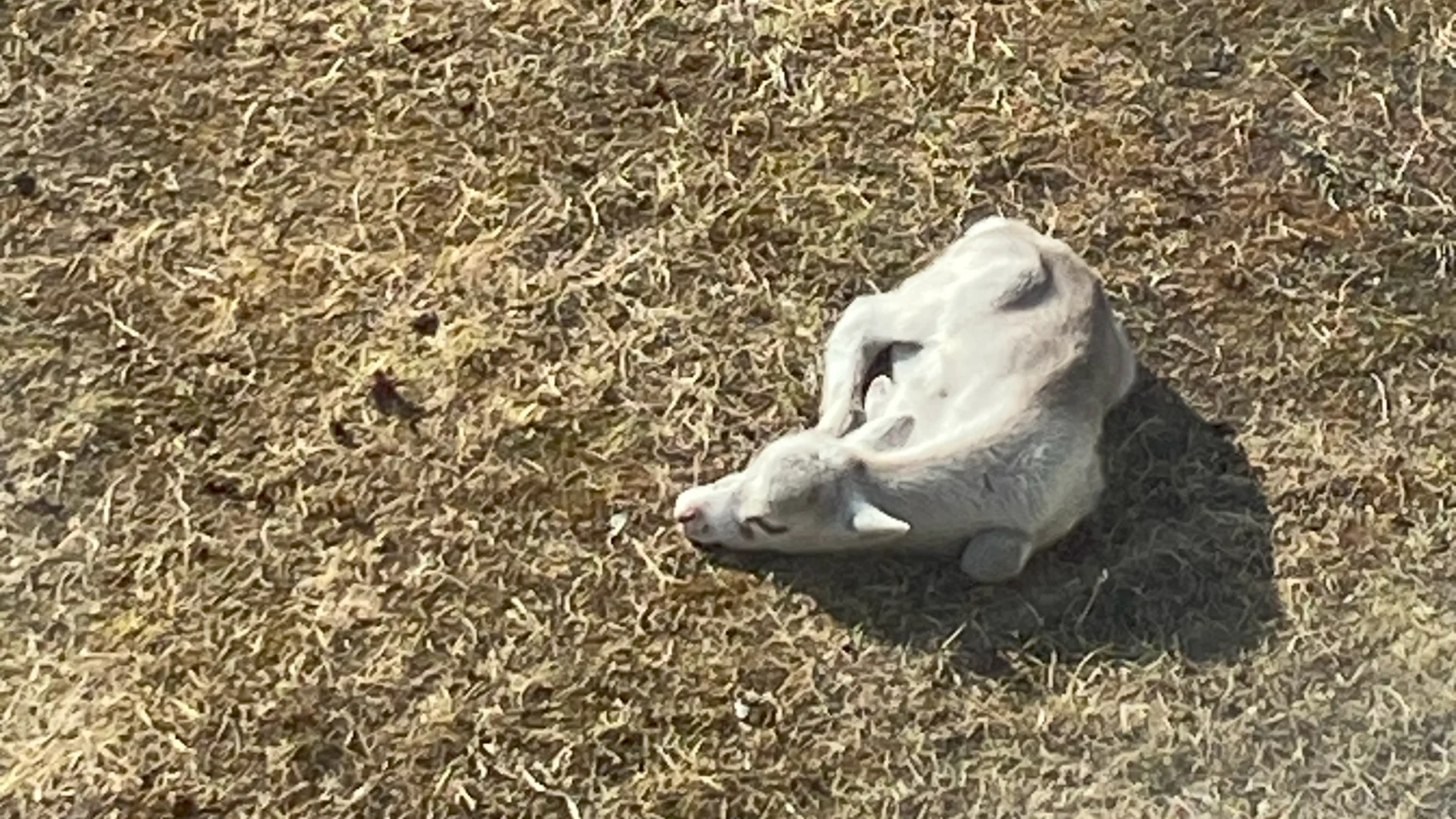 Reindeer calf sleeping on yellow grass