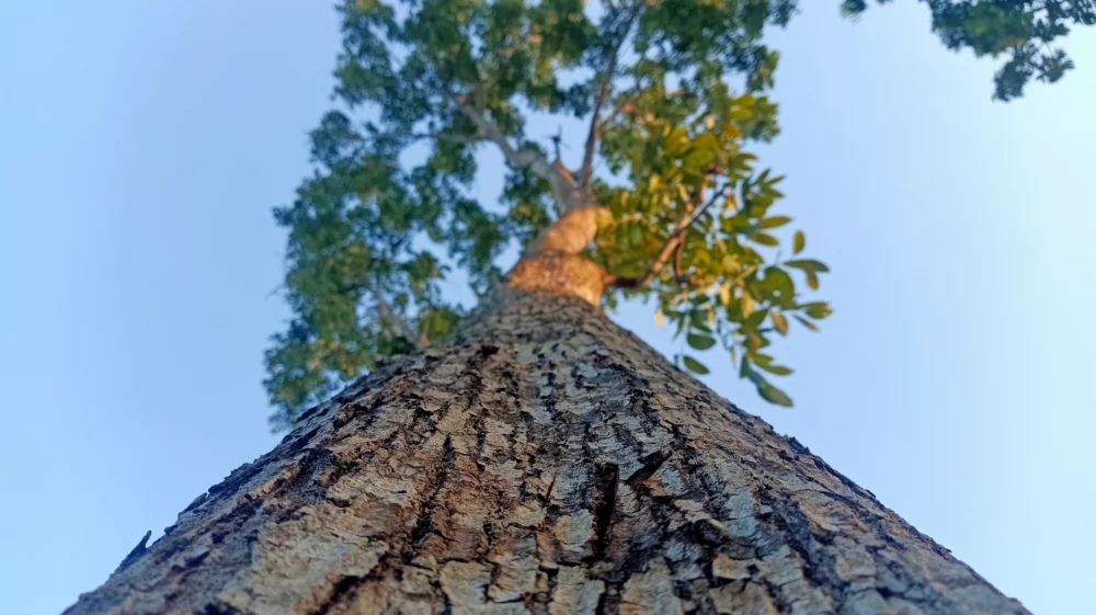 Looking up the trunk of a tall tree, showcasing its textured bark and branches with lush green leaves against a clear blue sky.