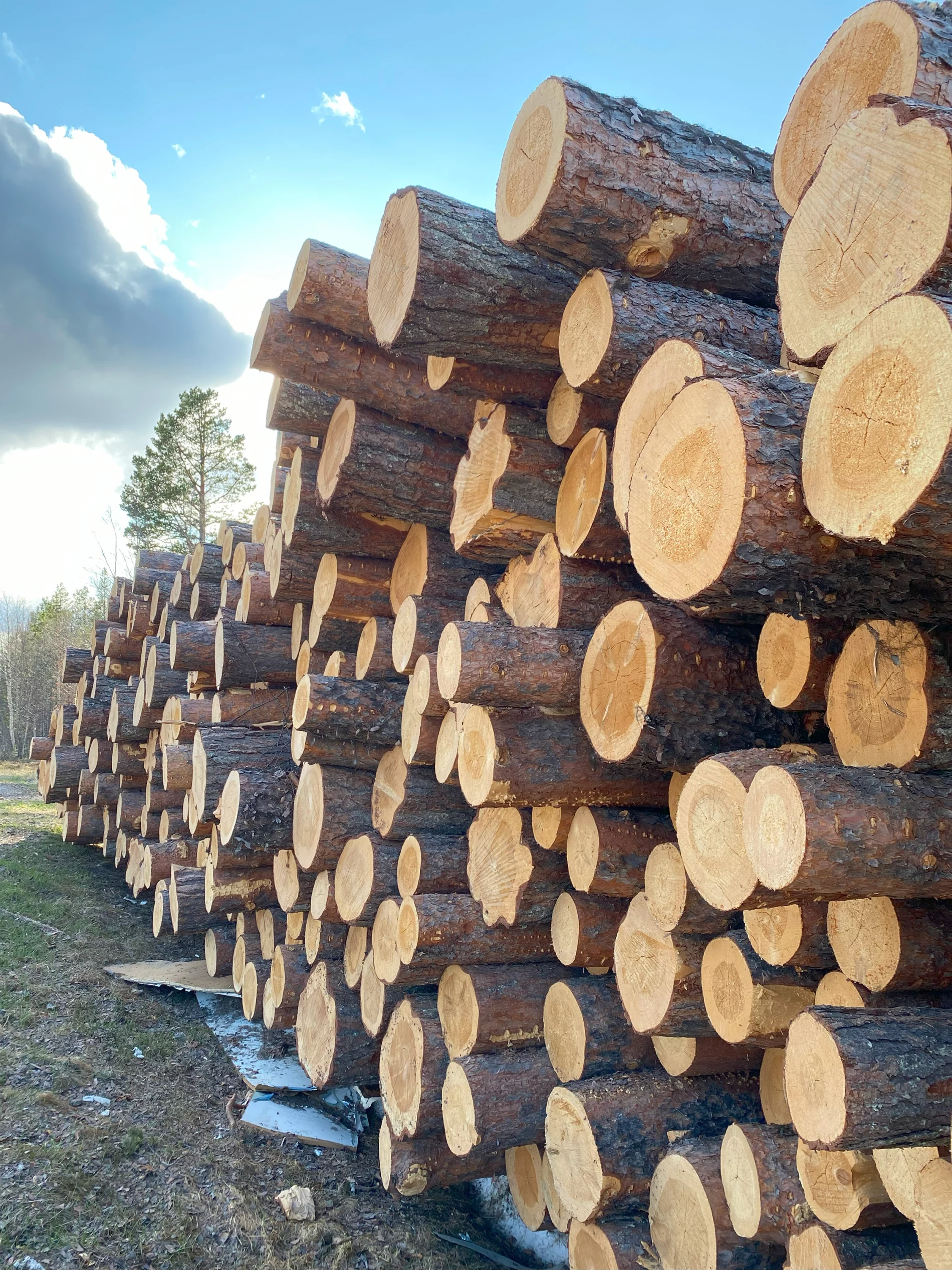 A long stack of logs stretching out into the distance with forest visible in the background