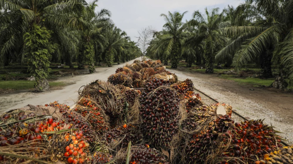 Palm oil plants at a plantation in Malaysia.