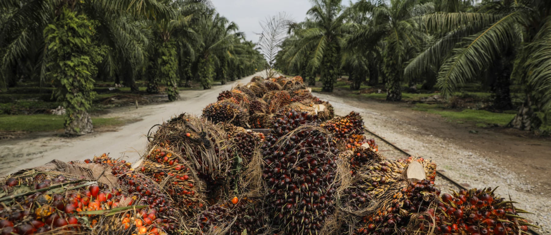 Palm oil plants at a plantation in Malaysia.