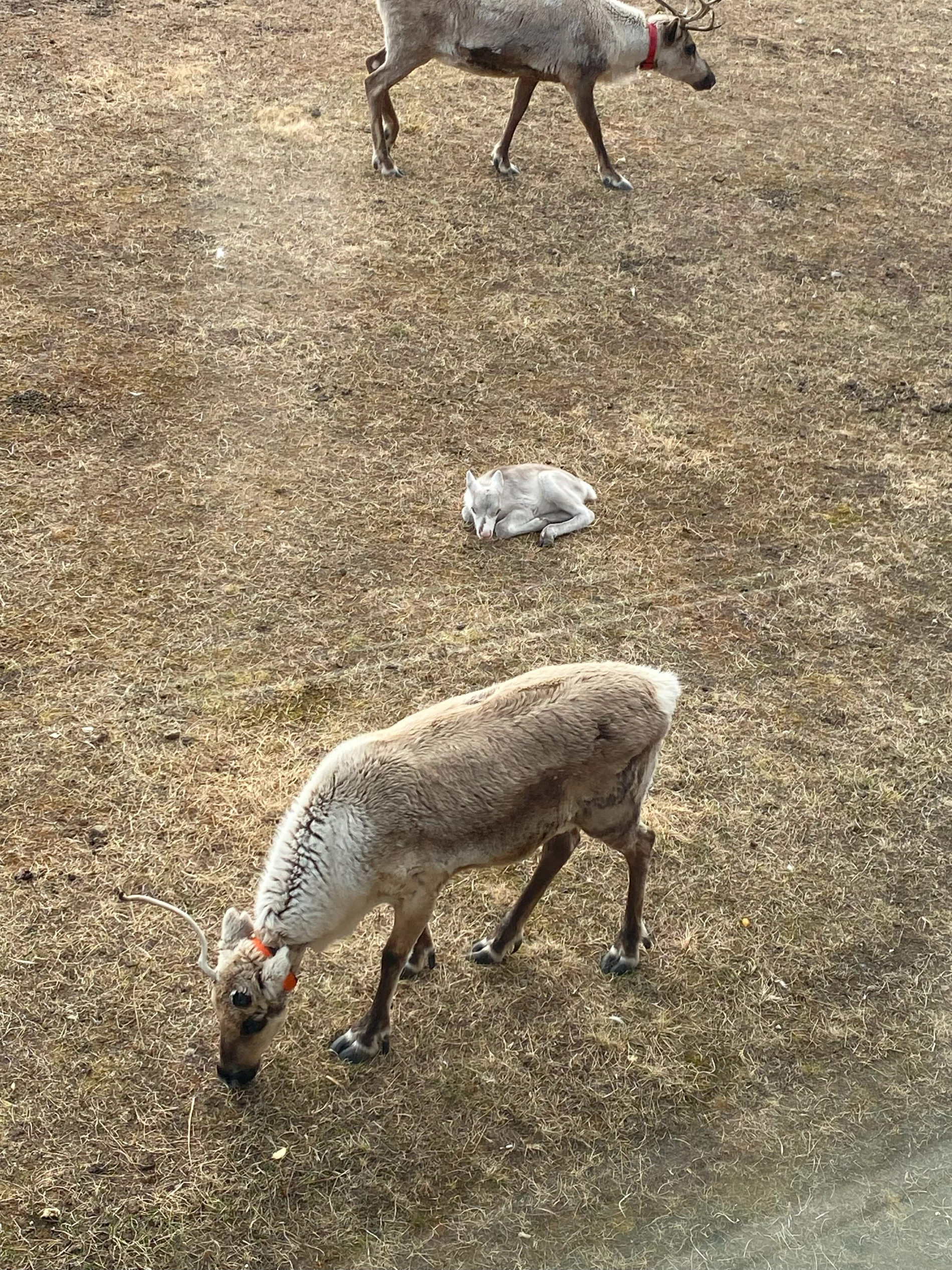 A reindeer calf sleeps on the yellow grass in the middle of the photo between two adult grazing reindeer