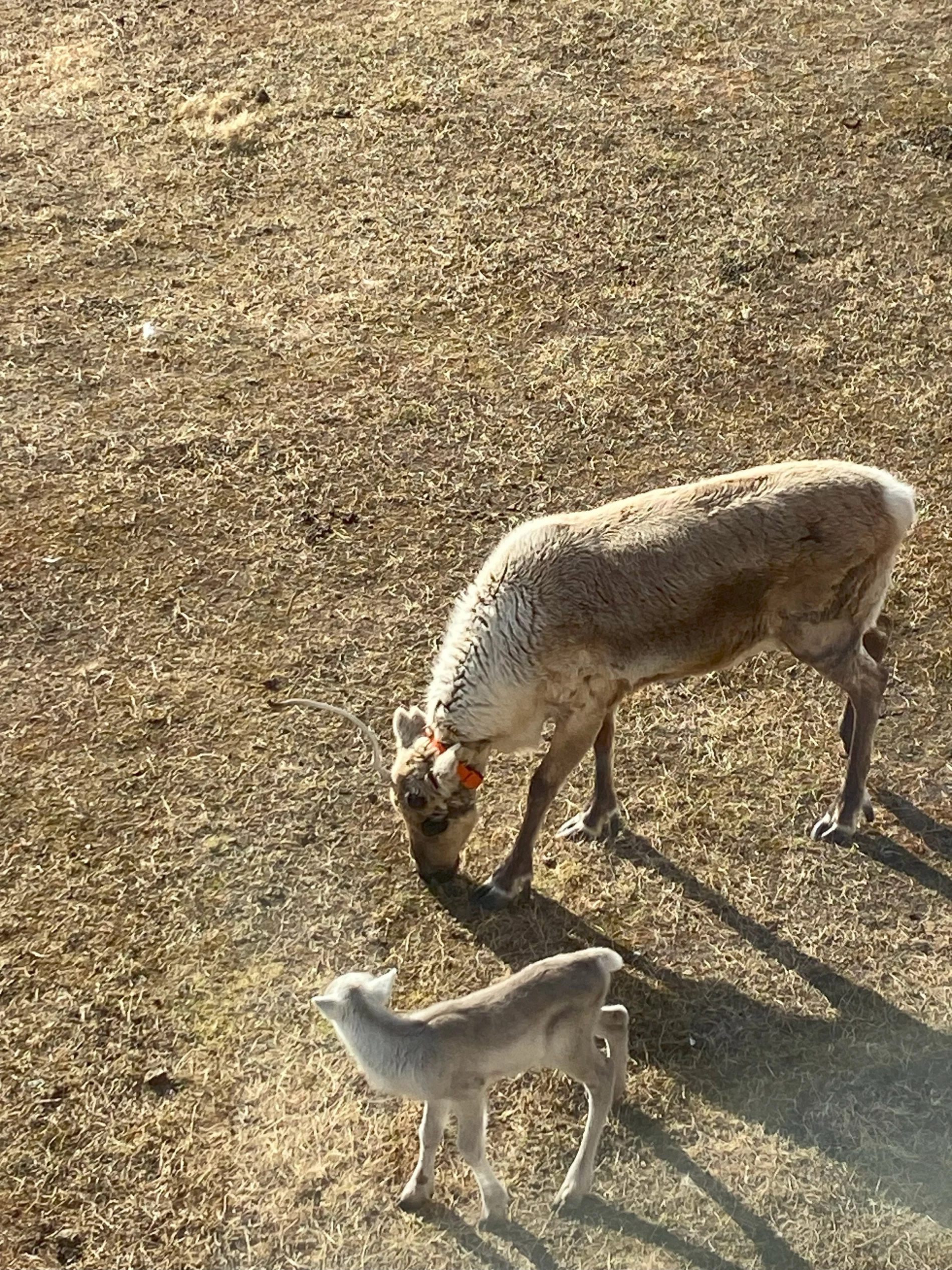 Adult reindeer grazing on yellow grass while a reindeer calf watches on