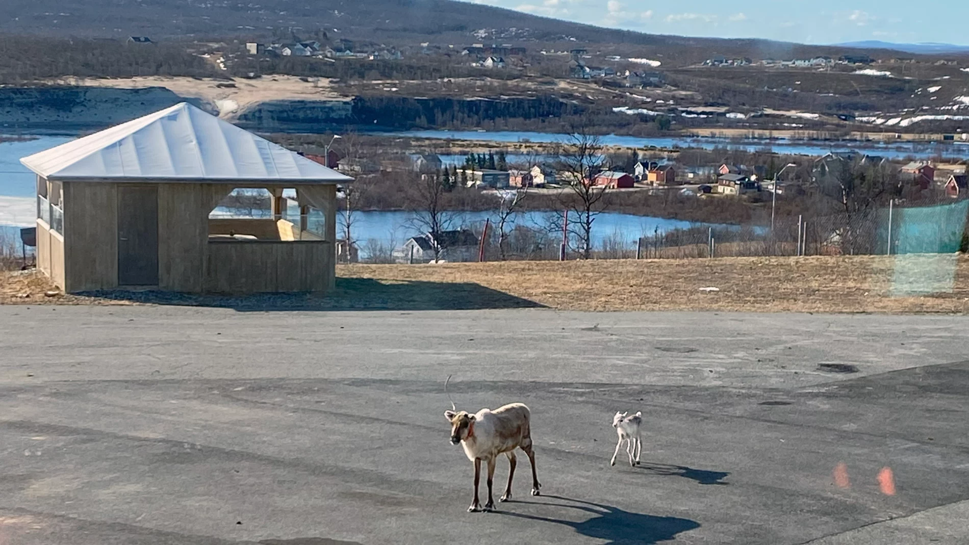 Reindeer calf following an adult reindeer on a tarmac parking lot. A small lake and a small town in front of a wooded hill in the background.