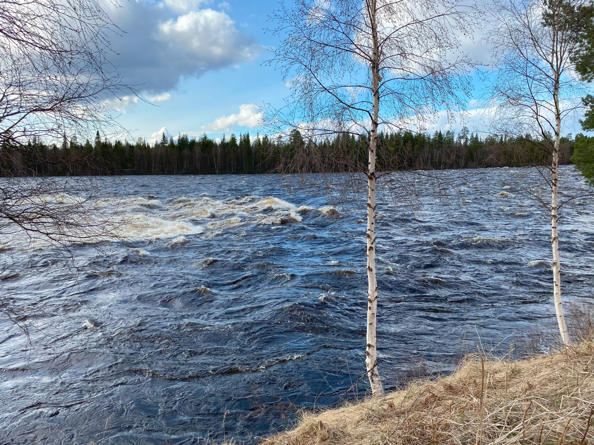 A swollen river flowing seen through sparse thin birch trees with a forest seen in the background on the other bank