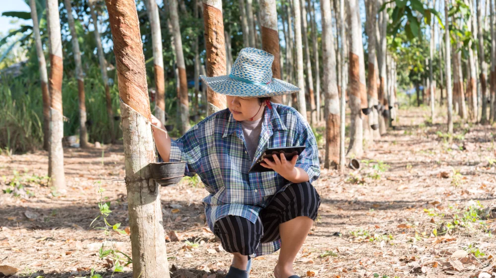 Farmer at a rubber tree plantation in Thailand examining a tree while holding a tablet