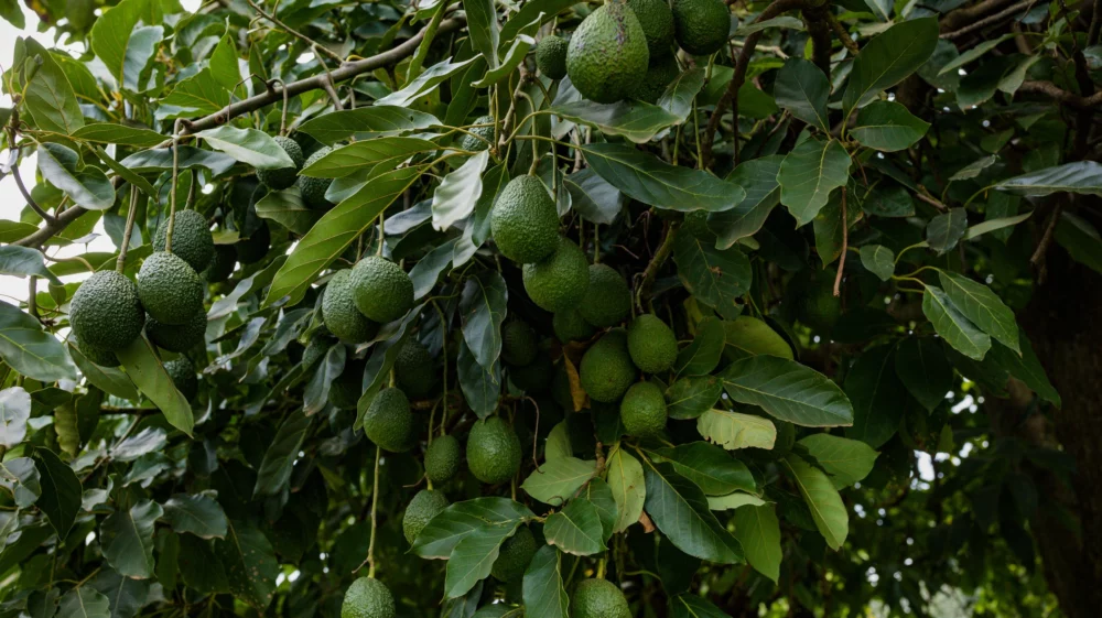 Avocados hanging on the branch with green leaves