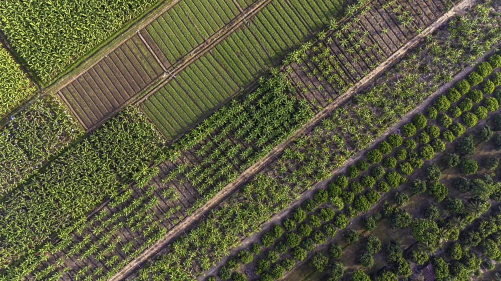 Diversified cropping systems