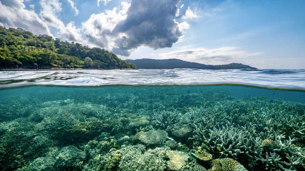 A vibrant coral reef under clear, turquoise water with a lush, green hilly coastline in the background, partially covered by clouds under a blue sky.