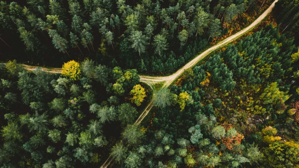 autumn forest