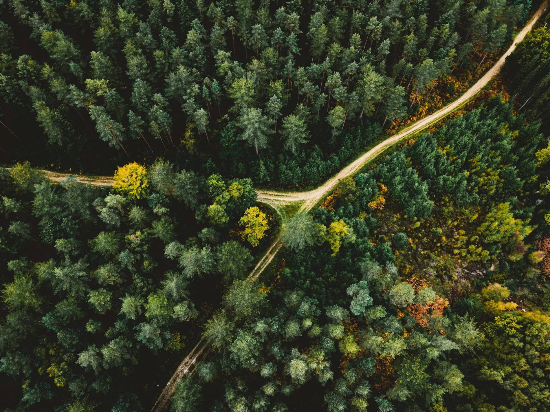 autumn forest
