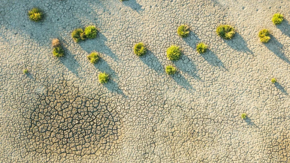 Aerial view of a dry, cracked earth landscape with scattered small green shrubs casting long shadows on the ground. The soil appears parched and fragmented, indicating severe drought conditions.