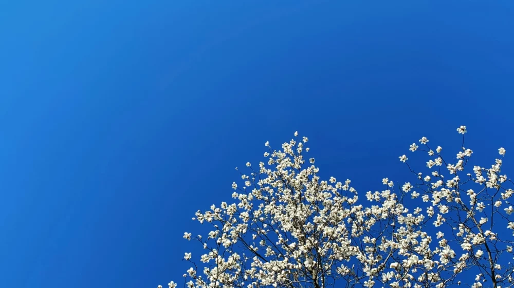 A blue sky