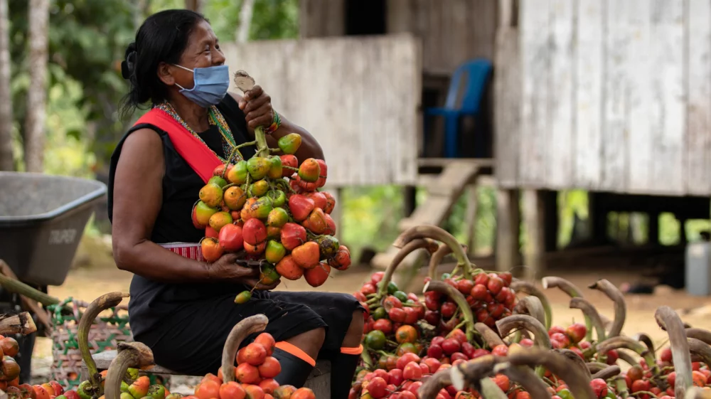 An Amazonian woman wearing traditional clothing and a face mask, holding a large bunch of canangucha fruit while sitting near piles of harvested fruit in front of a wooden house.