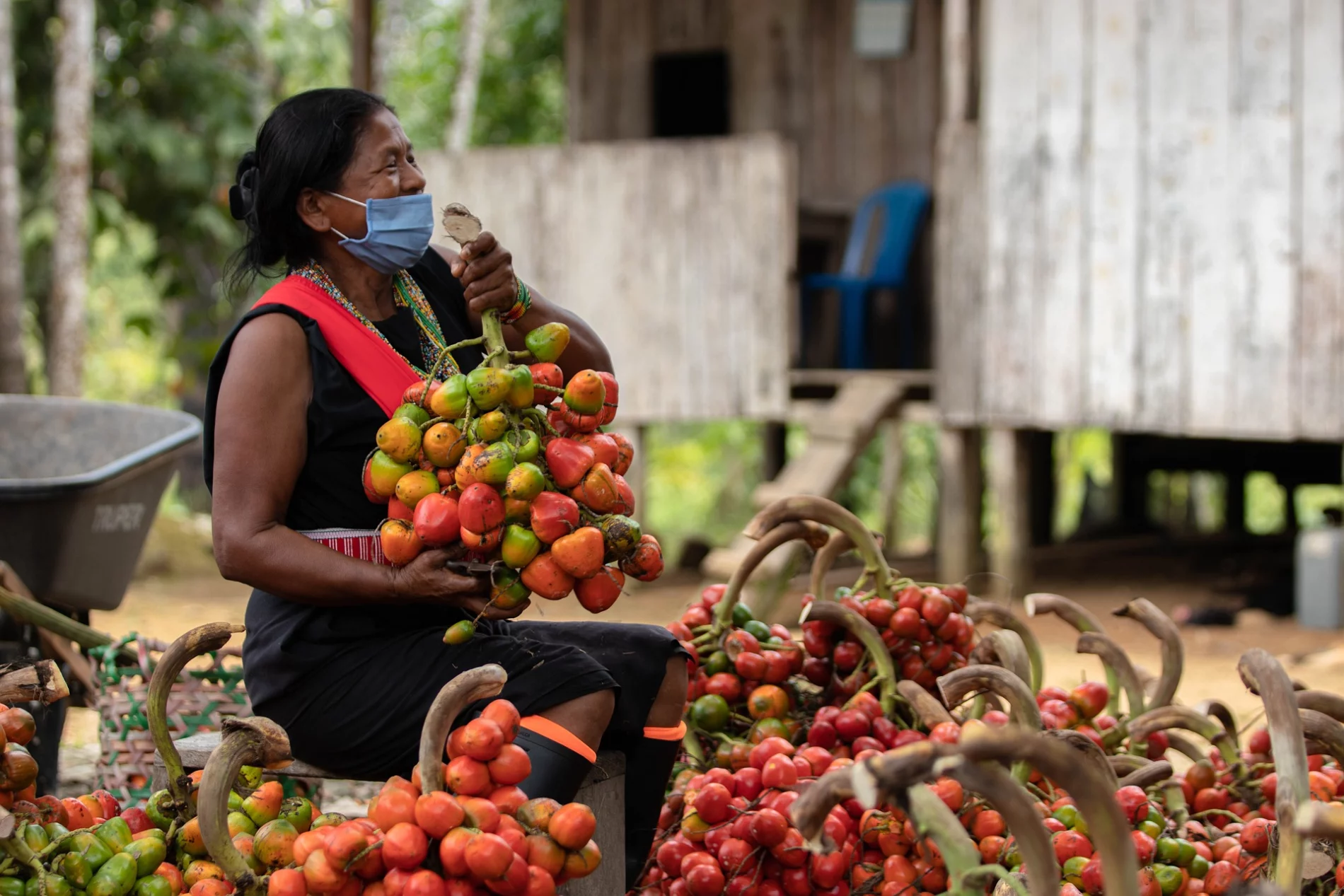 An Amazonian woman wearing traditional clothing and a face mask, holding a large bunch of canangucha fruit while sitting near piles of harvested fruit in front of a wooden house.