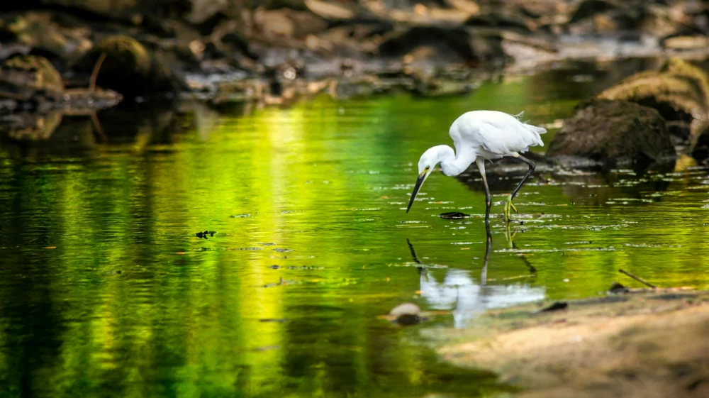 A white egret wading in a shallow stream with its head lowered toward the water, appearing to search for food. The water reflects the bird’s image and the surrounding greenery.