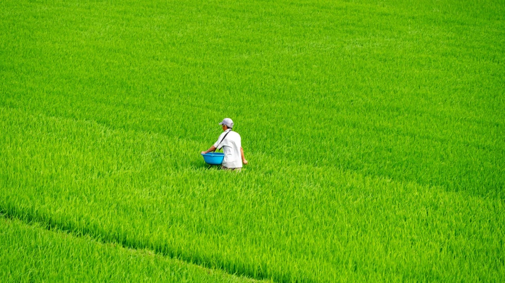 Person tending to crops in a vast, lush green rice field, carrying a blue basket under clear daylight.