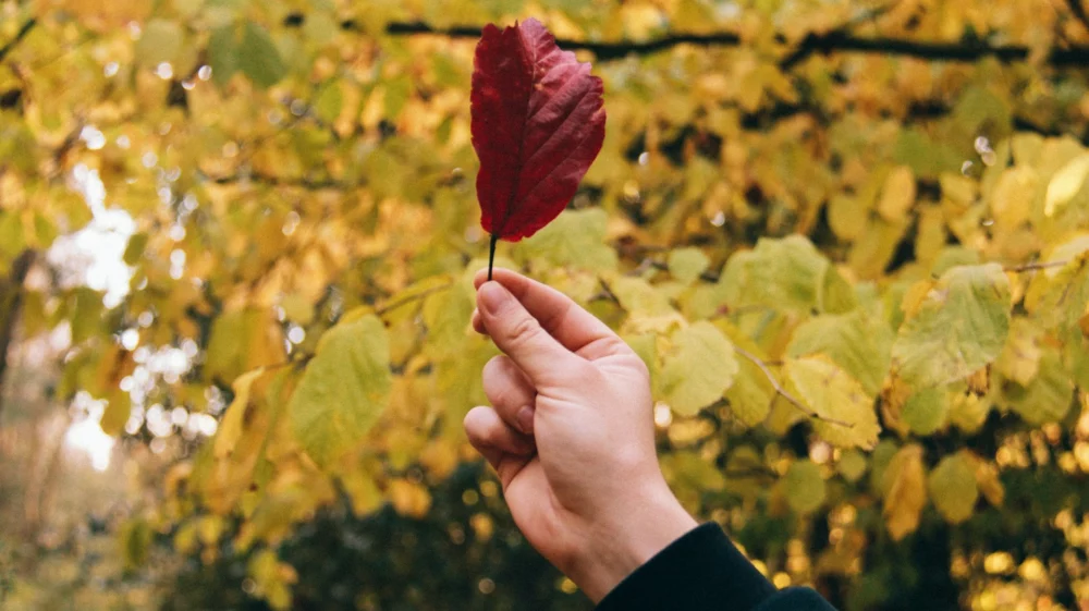 Close up of a right hand holding up a red leaf, set against a backdrop of yellow autumn leaves on trees.