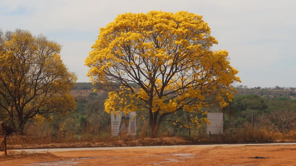 Deforestation in Brazil's Cerrado