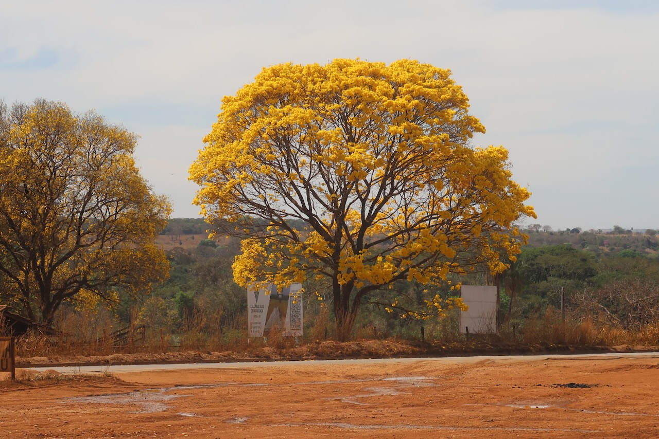 Deforestation in Brazil's Cerrado