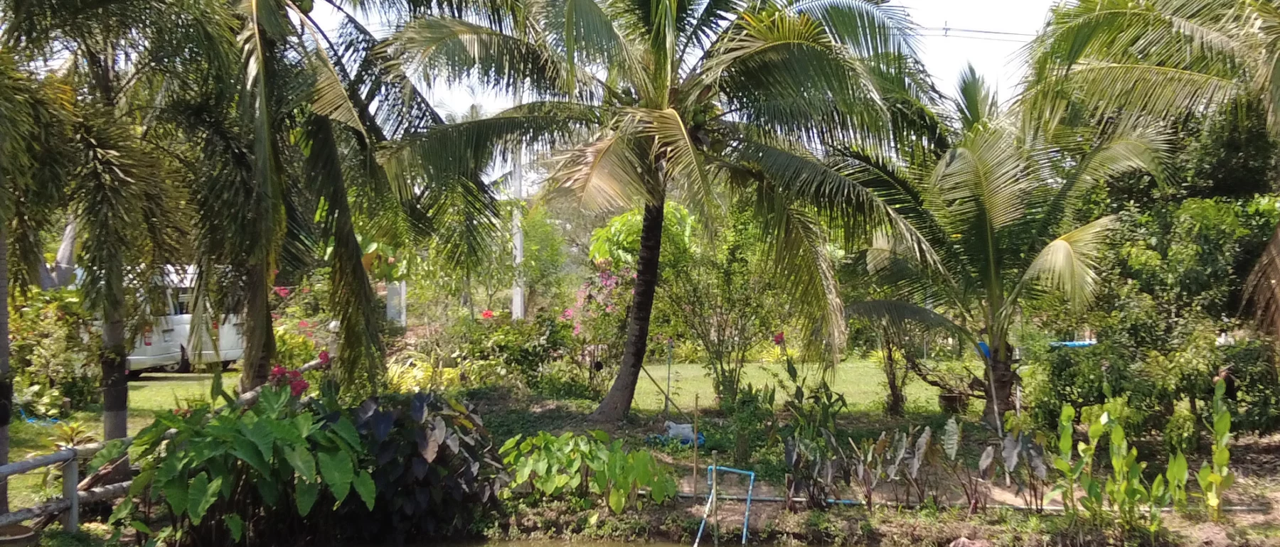palm trees and water in Thailand to illustrate bioeconomy