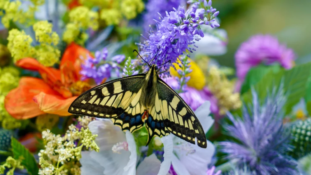 A vibrant swallowtail butterfly delicately perched on a cluster of colourful flowers.