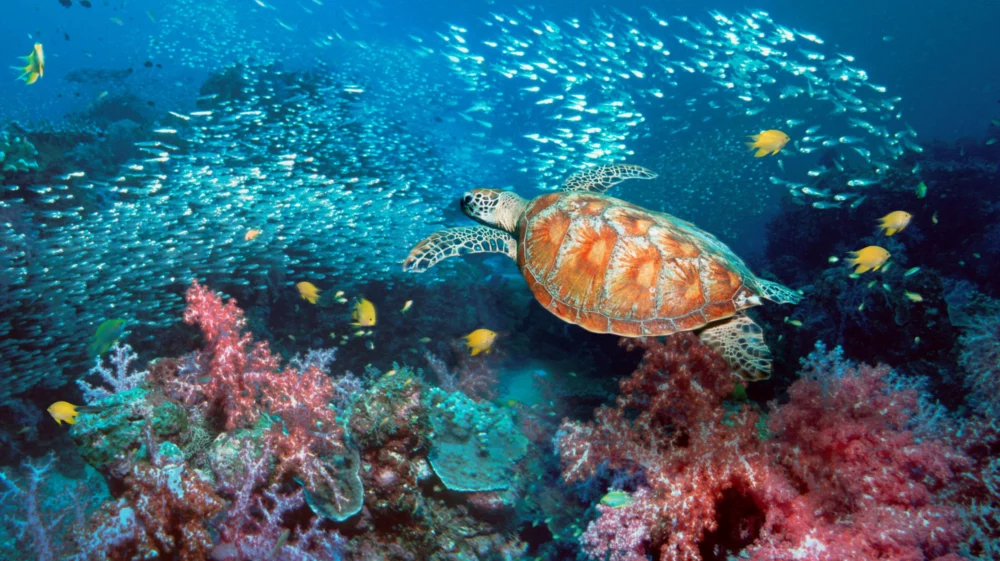 Biodiversity in coral reef is important for livelihoods globally.
