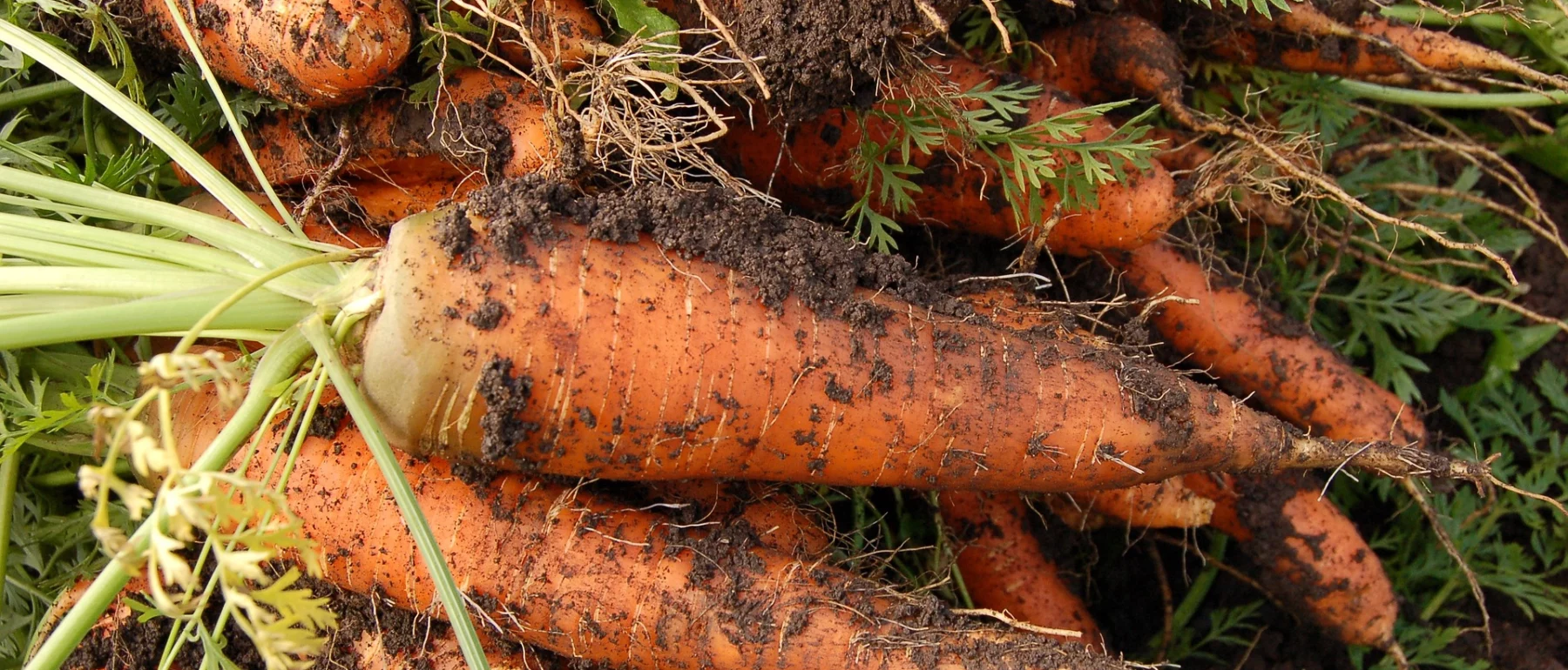 A close-up photo of freshly picked carrots