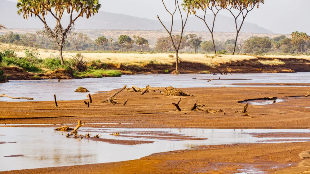 A partially dried riverbed in the Ewaso Ng’iro North River catchment, Kenya, with scattered palm trees and distant hills, showcasing the region’s arid landscape.