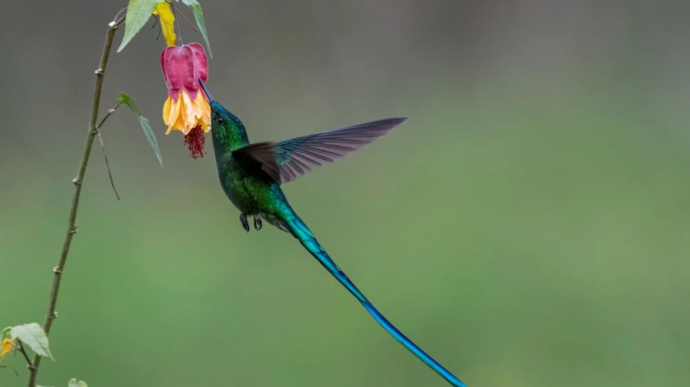 Hummingburd in Colombia.