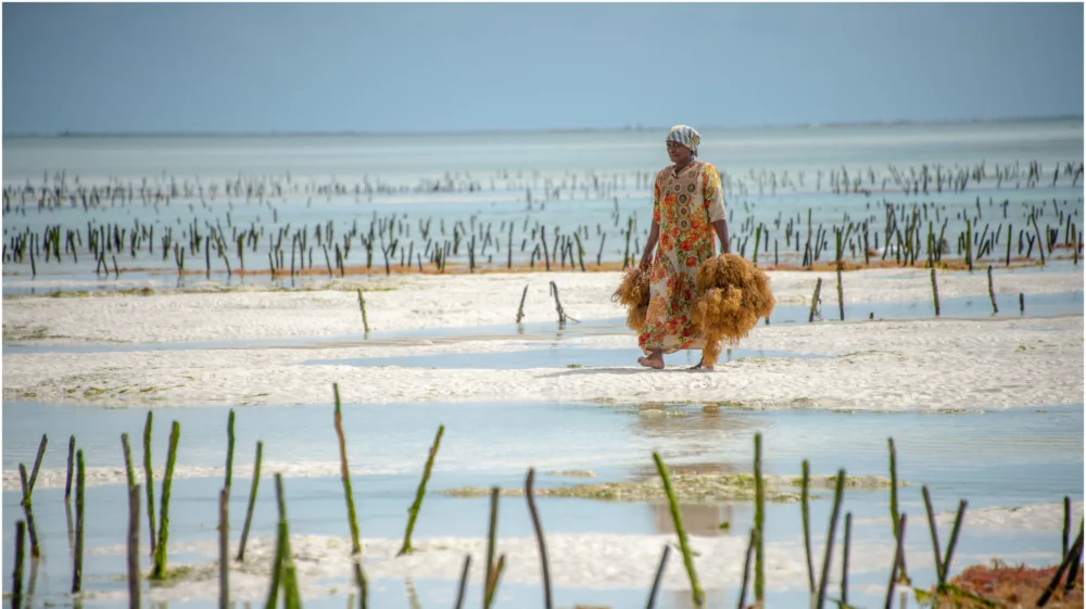 A woman in traditional clothing harvests seaweed at a farm in shallow coastal waters.