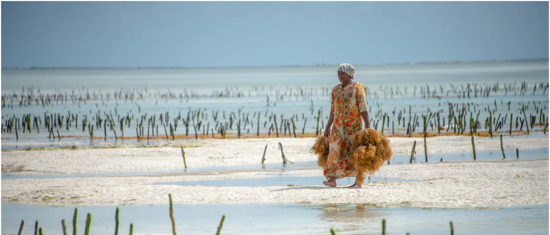 A woman in traditional clothing harvests seaweed at a farm in shallow coastal waters.