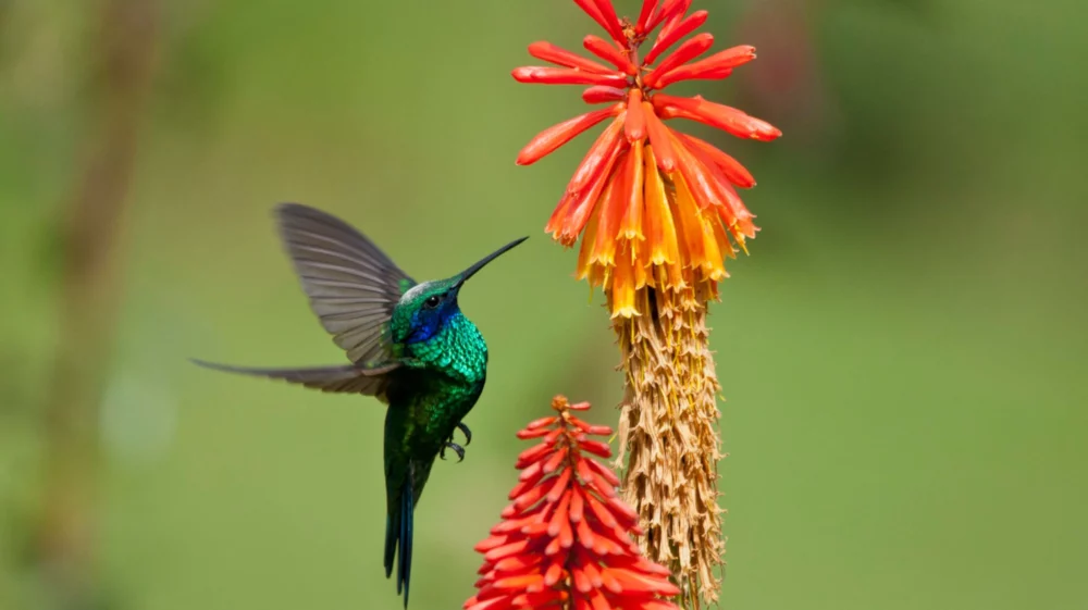 Colibri coruscans, Colombia.