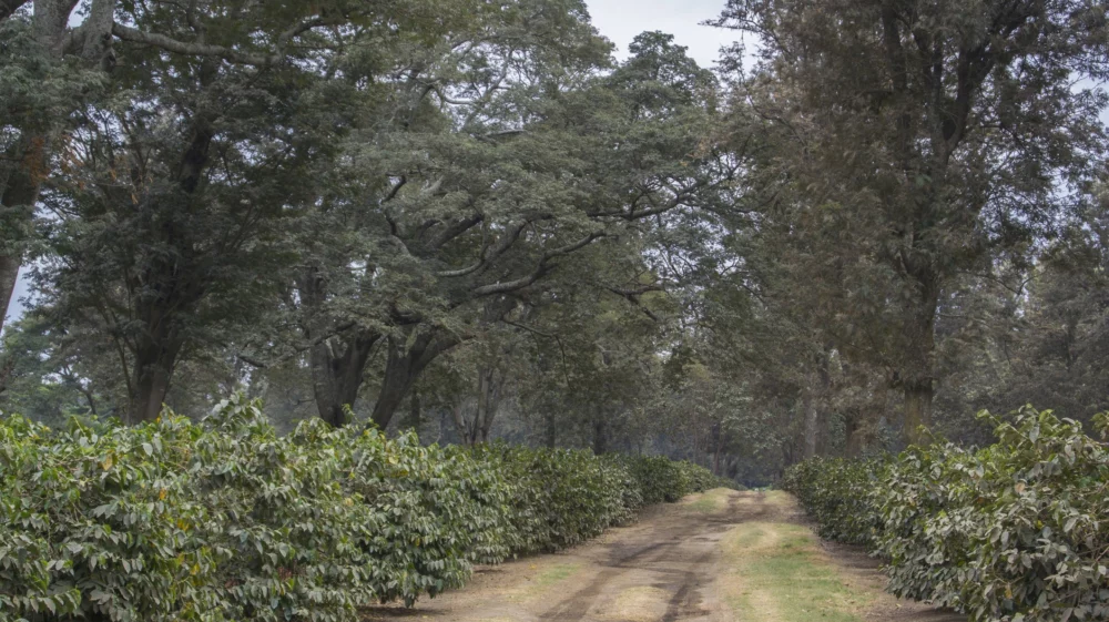 A dirt road between two cultivated rows of shade grown Arabica Coffee (Coffea arabica) plants in Arusha, Tanzania