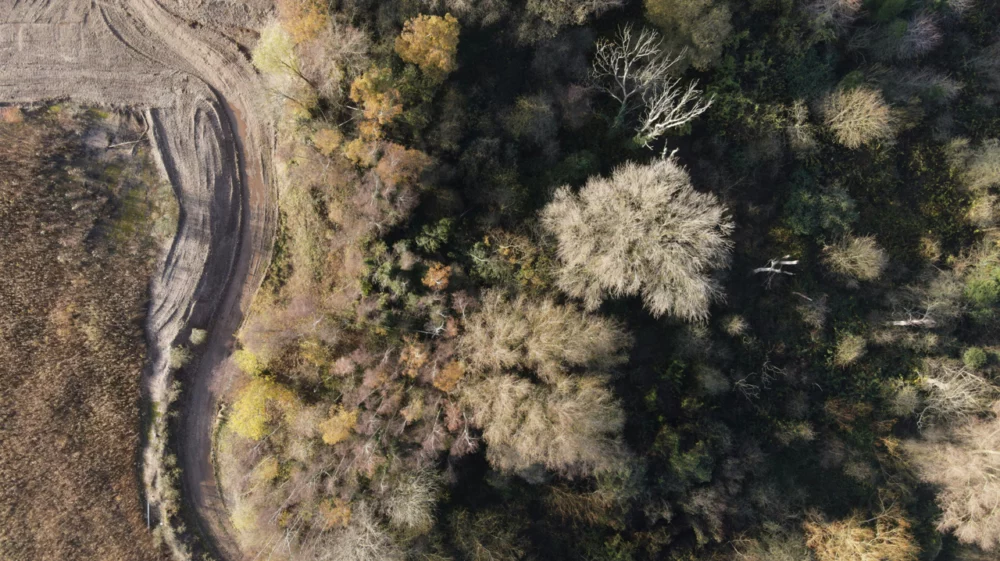 Aerial view of green trees